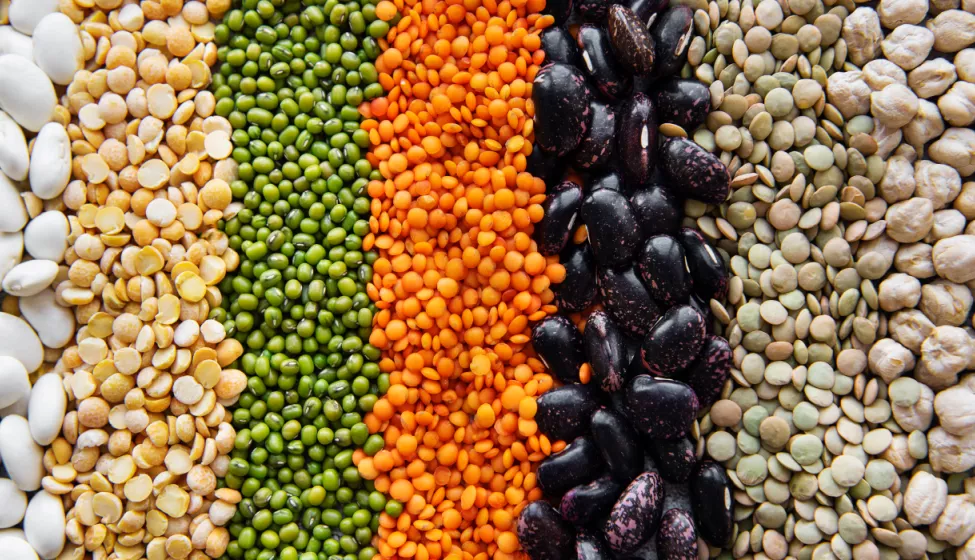 Close up of 7 rows of different, multi-colored beans